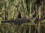 Big Cypress National Preserve