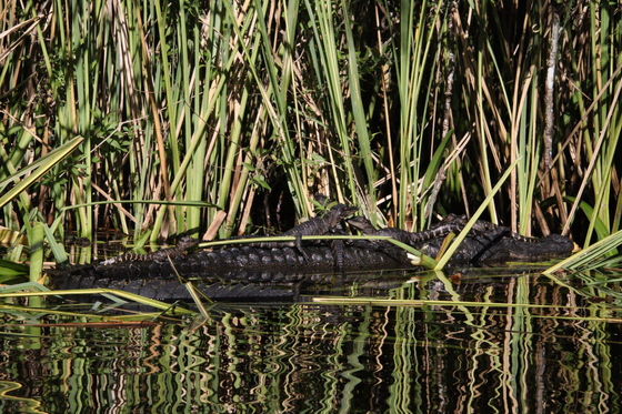 Big Cypress National Preserve