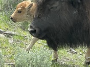 Yellowstone National Park