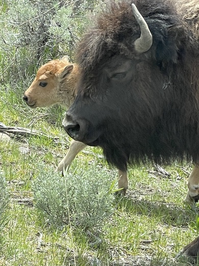 Yellowstone National Park