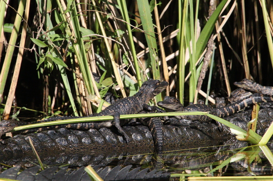 Big Cypress National Preserve