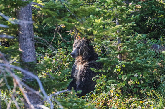 Yellowstone National Park