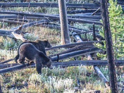 Yellowstone National Park