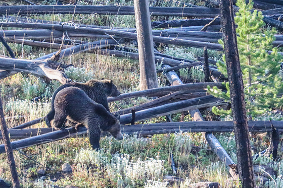 Yellowstone National Park