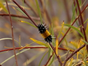 Great Sand Dunes National Park