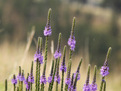 Wind Cave National Park