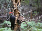 Isle Royale National Park