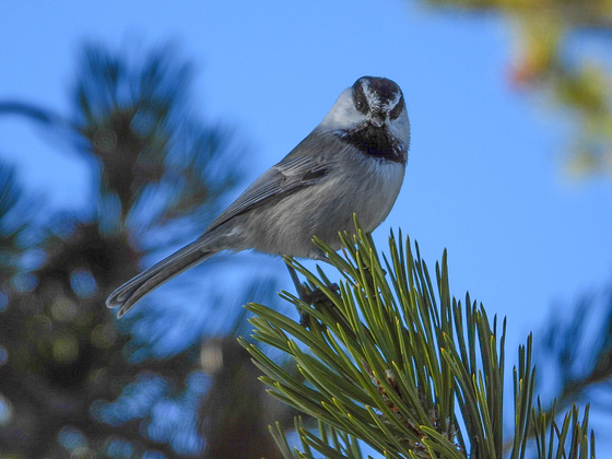 Chickadee Ridge