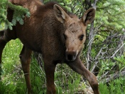Rocky Mountain National Park
