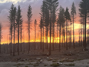 Lassen National Forest