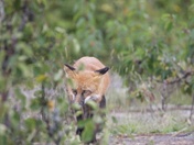 Isle Royale National Park