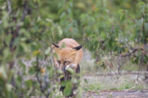 Isle Royale National Park
