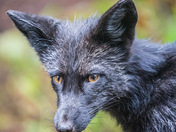 Isle Royale National Park