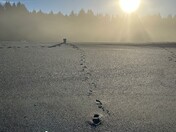 Redwood National & State Park