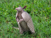 Canaveral National Seashore