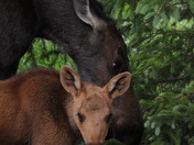 Rocky Mountain National Park