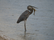 Canaveral National Seashore