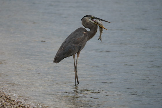 Canaveral National Seashore