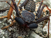 National Key Deer Refuge