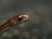 Everglades National Park