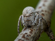National Key Deer Refuge
