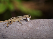 Everglades National Park