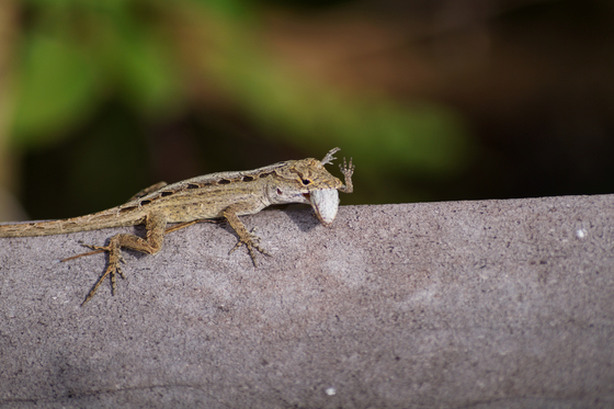 Everglades National Park