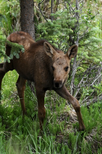 Rocky Mountain National Park