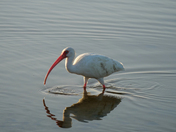 Merritt Island National Wildlife Refuge