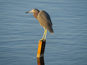 Merritt Island National Wildlife Refuge