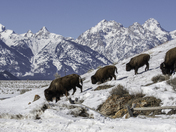 Grand Teton National Park