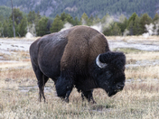 Yellowstone National Park