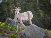 Glacier National Park