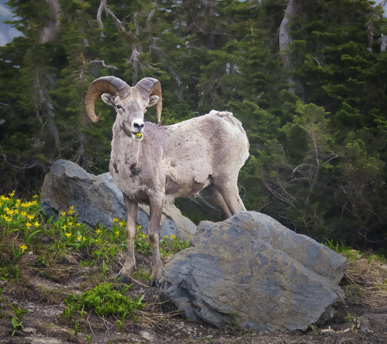 Glacier National Park