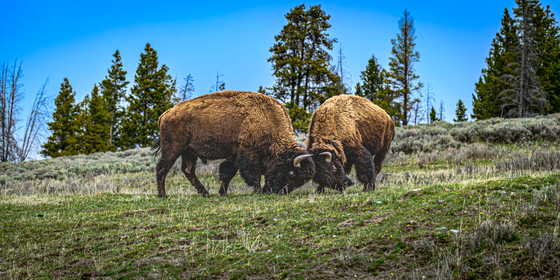 Yellowstone National Park