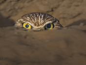 Sonny Bono Salton Sea National Wildlife Refuge