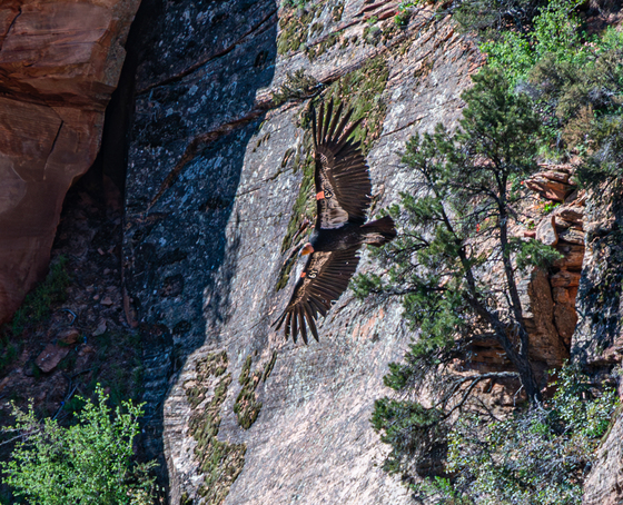 Angels Landing in Zion National Park
