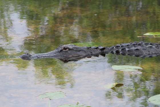 Everglades National Park
