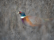Sacramento National Wildlife Refuge