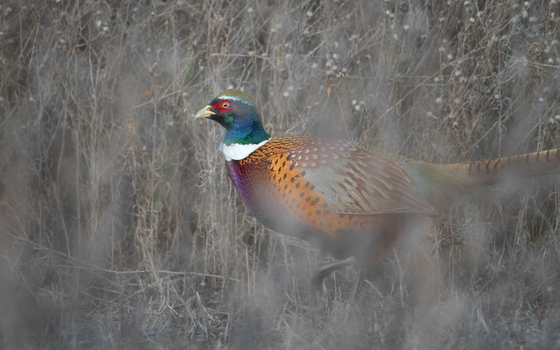 Sacramento National Wildlife Refuge