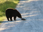 Alligator River National Wildlife Refuge