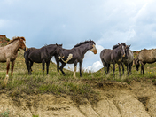 Theodore Roosevelt National Park