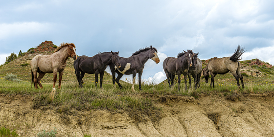 Theodore Roosevelt National Park