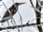 Ding Darling National Wildlife Refuge