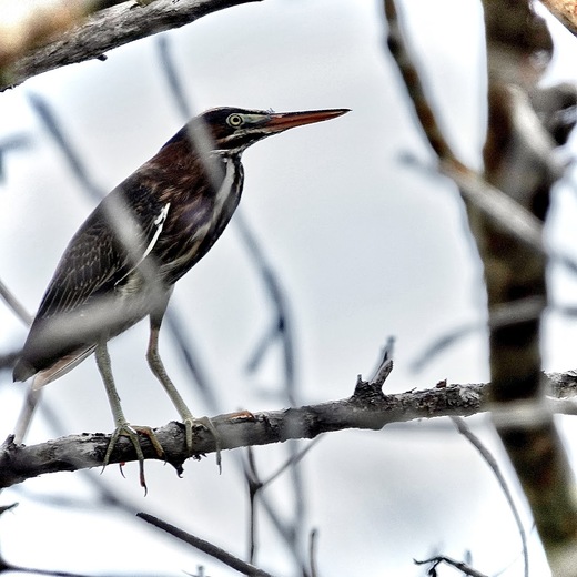 Ding Darling National Wildlife Refuge