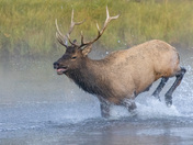 Yellowstone National Park