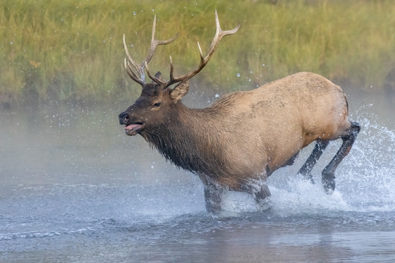 Yellowstone National Park