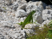 J.N. Ding Darling National Wildlife Refuge