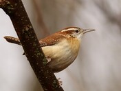 Carolina Wren