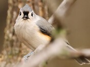 Tufted Titmouse